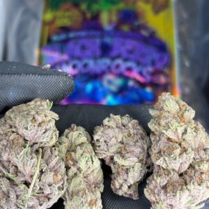 Blackberry Kush (AAA+)